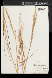 Spartina alterniflora image