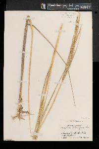 Spartina alterniflora image