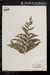 Athyrium filix-femina var. asplenioides image