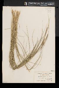 Spartina patens image