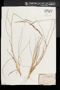 Spartina patens image