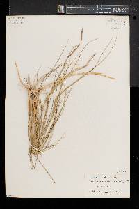 Spartina patens image