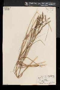 Spartina patens image