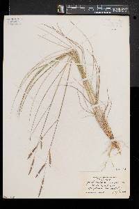 Spartina patens image