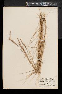 Spartina patens image