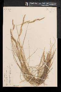 Spartina patens image