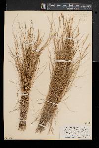 Spartina patens image