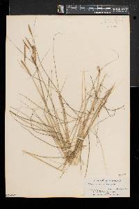 Spartina patens image