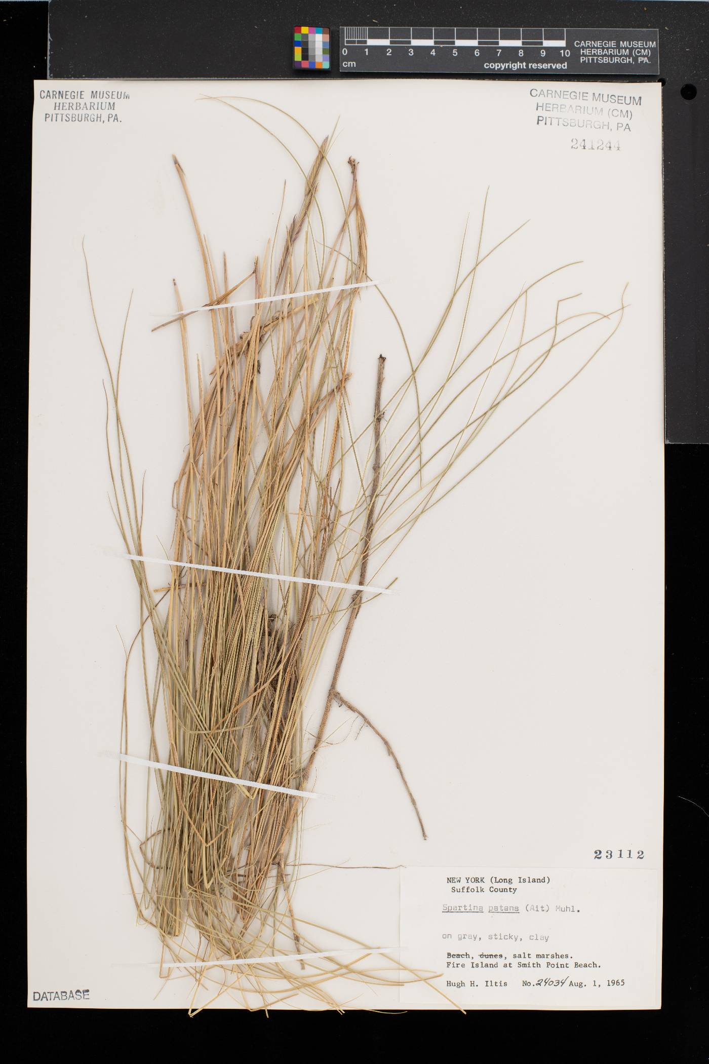 Spartina patens image