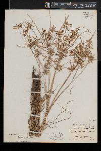 Cyperus bipartitus image