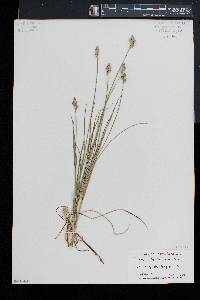 Carex albolutescens image