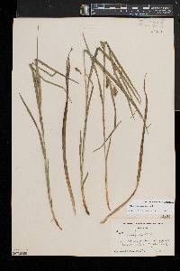 Carex grisea image