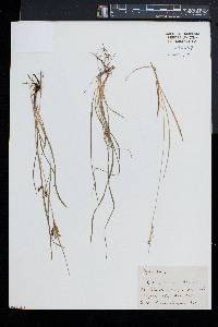 Carex aurea image