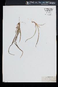 Carex backii image