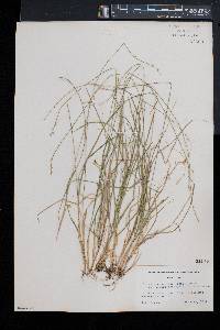 Carex brunnescens subsp. sphaerostachya image