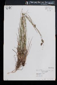 Carex bushii image