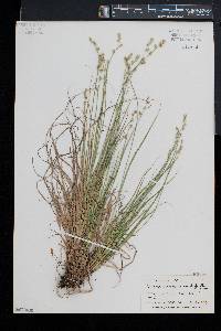 Carex canescens subsp. disjuncta image