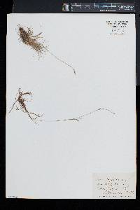 Carex capillaris image