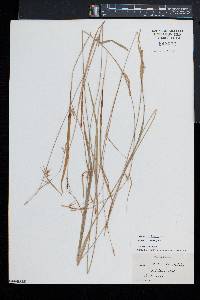 Carex collinsii image