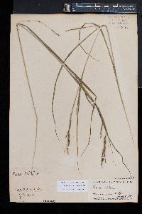 Carex debilis var. rudgei image