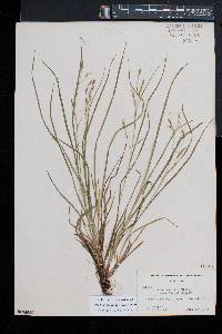 Carex debilis var. rudgei image