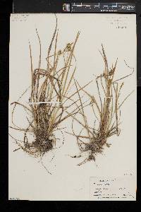 Carex flava image