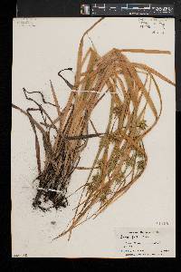 Carex folliculata image