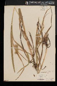 Carex folliculata image