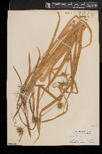 Carex folliculata image