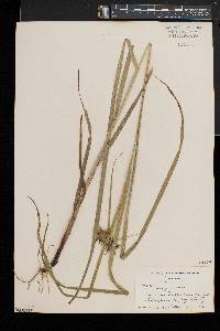 Carex grayi image