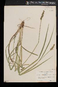 Carex laevivaginata image