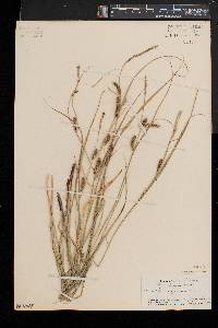 Carex lasiocarpa image