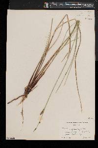 Carex lasiocarpa image