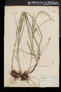 Carex normalis image