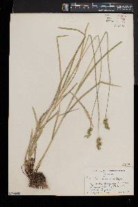 Carex normalis image