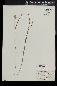 Carex pallescens image