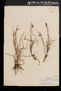 Carex magellanica subsp. irrigua image