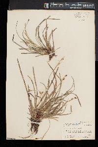 Carex pedunculata image