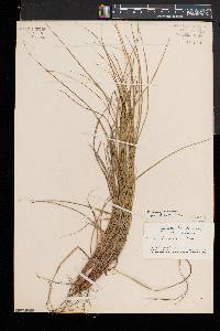 Carex lucorum image