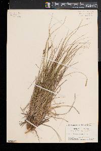 Carex lucorum image