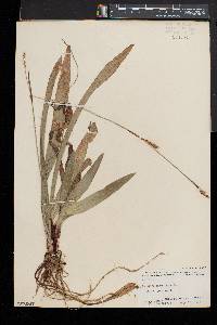 Carex plantaginea image