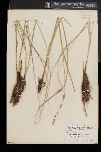 Carex prairea image