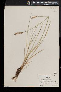 Carex prairea image