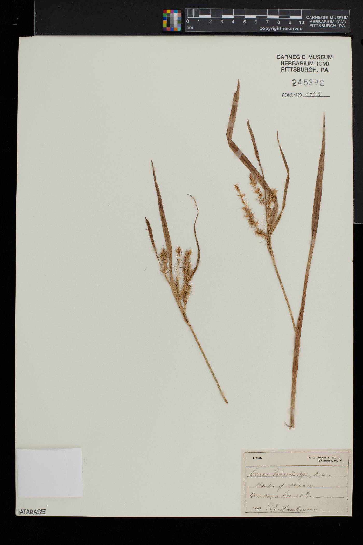 Carex schweinitzii image