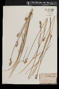 Carex straminea image