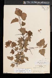 Crataegus phaenopyrum image