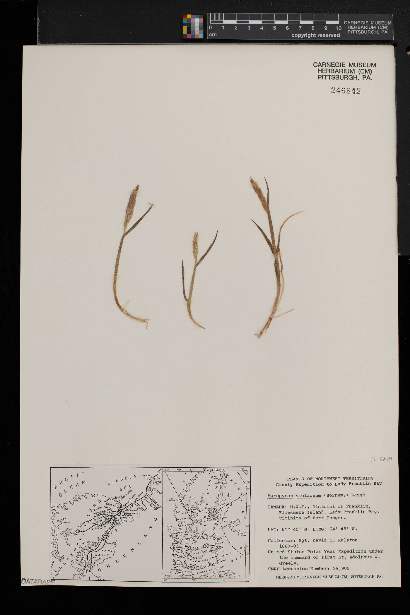 Elymus alaskanus image