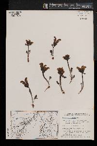 Pedicularis capitata image