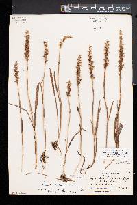 Spiranthes incurva image