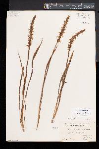 Spiranthes cernua image